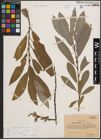 Foto von Salix cinerea L. x Salix viminalis L.